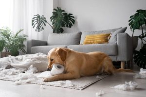 Hund orsakar röra på mattan i vardagsrum Sverige